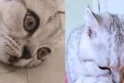 猫咪磨牙期，让它健康成长（如何判断猫咪的磨牙期？）