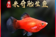 如何正确饲养月光鱼（掌握关键技巧，让你的月光鱼健康成长）