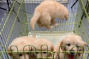金毛发毛的时间和特点（金毛的发毛周期及如何照顾金毛的毛发）
