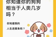了解狗狗年龄如何计算（揭秘狗狗幼年期及年龄计算方法）
