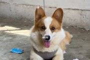 如何让你家柯基犬不再翻垃圾（教你有效防止柯基犬的垃圾翻倒行为）