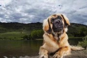 兰伯格犬的饲养方法（如何成为优秀的兰伯格犬主人）