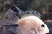 九间菠萝的饲养方法（一步步教你如何养护这种美丽的热带果树）