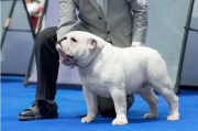 什么是赛级犬？成为“赛级犬”的必备条件