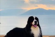 安全饲养伯恩山幼犬（从宠物角度看如何避免伤害）