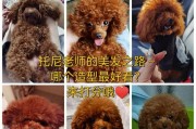 以“爱”为基础，狗狗美容中“美”的真正含义是什么？（揭秘狗狗美容的真相，让我们关注宠物健康）