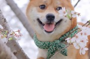 如何处理宠物柴犬毛发打结问题？（教你5个简单方法，让柴犬毛发变得柔顺顺滑）
