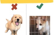 狗狗驱虫的注意事项（为你的爱犬提供健康的寄生虫防护）