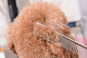 泰迪犬毛发护理指南