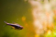 如何养护黑莲灯（打造健康、美丽的水生植物之王）