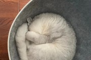 让狗狗爱上洗澡的秘诀（如何克服狗狗对洗澡的抗拒心理？）