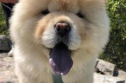 如何养护新领回家的小松狮（以宠物为主，从饲养、健康、教育等方面细说小松狮的成长之路）