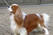 骑士查理王小猎犬的饲养指南（从宠物选择到日常护理，如何让你的小猎犬健康快乐）
