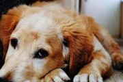 狗吐白色泡沫的症状及治疗方法（狗吐白色泡沫的原因与药物治疗指南）
