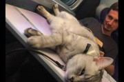如何让宠物猫咪长途运输无忧？（猫咪怎么长途运输？提前准备很关键）