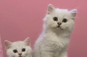 揭秘猫的性格之谜（探索猫的性格特点及行为习惯）