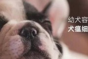注射疫苗，让宠物远离病痛