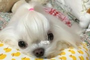 掌握正确的训练方法，让宠物习惯在固定地点排泄（掌握正确的训练方法，让宠物习惯在固定地点排泄）