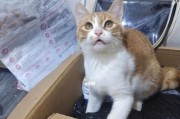 给宠物猫打疫苗的注意事项（宠物健康保障，预防疾病从疫苗开始）