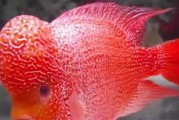 宠物鱼大百科——探索品种多样的水族世界（了解宠物鱼的分类、特点及饲养技巧，让你的水族箱更加精彩）