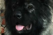 选择猎猪最适合的犬种（探索不同犬种的猎猪能力与特点）