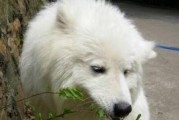 狗狗为什么会吃青草？（探究狗狗吃青草的原因及解决方法。）