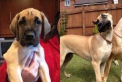保护大丹犬狗狗的健康牙齿（养护指南及护理技巧）