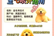 新手养宠必看（幼犬喂食羊奶粉的注意事项）