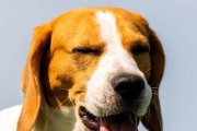 全面防护，让你的冠毛犬牙齿健康亮白（全面防护，让你的冠毛犬牙齿健康亮白）