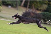 如何处理宠物灵威犬的口臭问题（一些简单的方法可以使你的犬只呼吸清新）