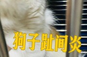狗狗趾间炎（解决狗狗脚趾间炎症的有效方法与药物选择）