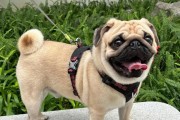 八哥犬宝宝的护理指南（关注八哥犬新生宝宝的健康和幸福）