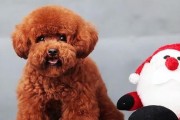 泰迪为什么前脚趴着后脚站着？（解密泰迪奇特的站姿及其原因）