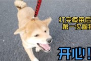 打完疫苗后多久可以遛狗？（保护宠物安全的关键期，合理安排遛狗时间）