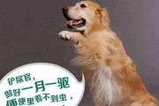 如何给狗狗驱虫？狗狗驱虫的5大注意事项