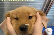 狗狗接种疫苗后如何防止过敏反应（预防措施、常见症状及治疗方法）