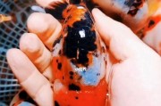 福州兰畴饲养全攻略（宠物爱好者必看的福州兰畴养护技巧）