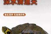 如何养护黄头龟（简单易学的黄头龟饲养技巧）