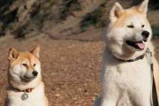 与狗狗沟通交流的重要性（掌握交流技巧让你更了解宠物）