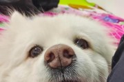 如何祛除萨摩耶犬的泪痕？（萨摩耶的饮食习惯是否与泪痕有关？）