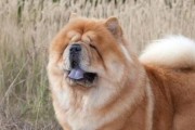 纠正松狮不良习惯的技巧（让您的宠物变得更加温顺、听话，享受愉快的相处时光）
