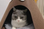 如何选择适合家猫的窝（从材质、形状、大小、颜色等角度出发，帮助你选择最佳的家猫窝）