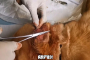 狗狗耳朵健康守护战！犬外耳炎治疗方法