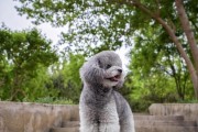 泰迪犬毛发为何会变黄？（探究泰迪犬毛发变黄的原因与解决方法）