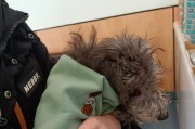 宠物狗狗去宠物医院打疫苗的注意事项（准备充分，给狗狗一个健康的未来）