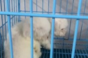 选择靠谱的犬舍，放心网上买狗（网上购买狗只，如何找到可信赖的犬舍？）