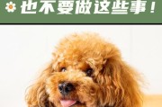 用爱和耐心培养泰迪的好习惯（用爱和耐心培养泰迪的好习惯）