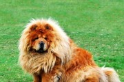 养松狮犬的乐趣与挑战（了解松狮犬的特性，享受与它们共同成长的快乐）