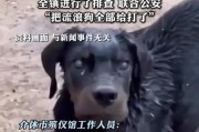 狗发狂犬病（了解狗发狂犬病的重要性与应对措施）