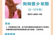 狗狗接受新主人的时间多久？（了解狗狗接受新主人的关键因素）